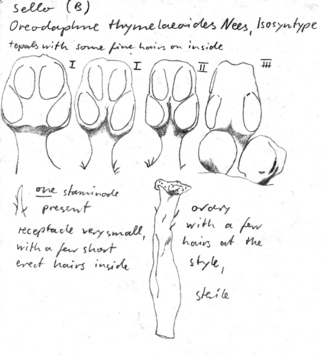 Vorschaubild Oreodaphne thymelaeoides Nees & Mart.